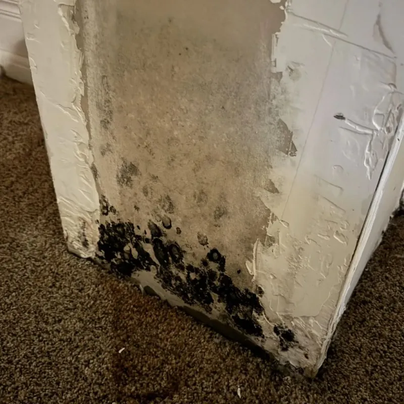 Professional Mold Removal in Odell, OR
